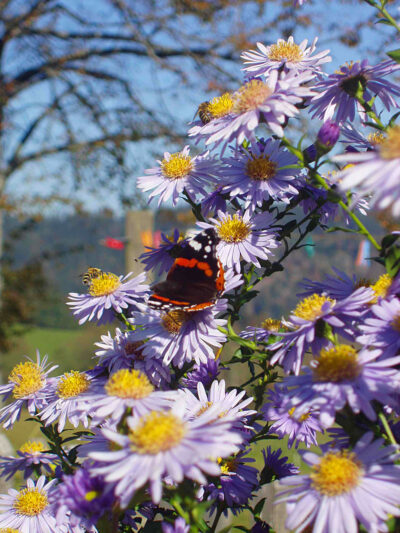 Schmetterling mit blume