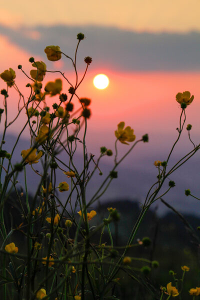 Sonnenuntergang Blumen