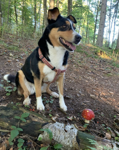 Senna im Wald